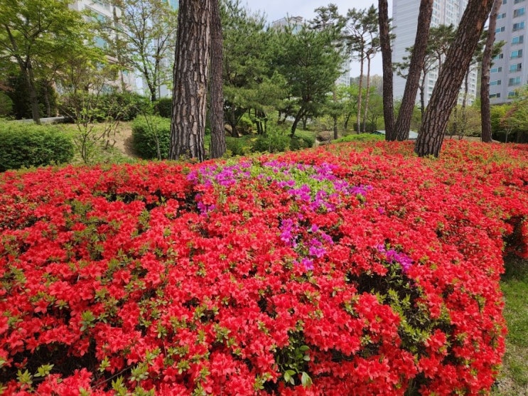  토지수용 보상 현실과 문제점(1) / 행정사 추대식