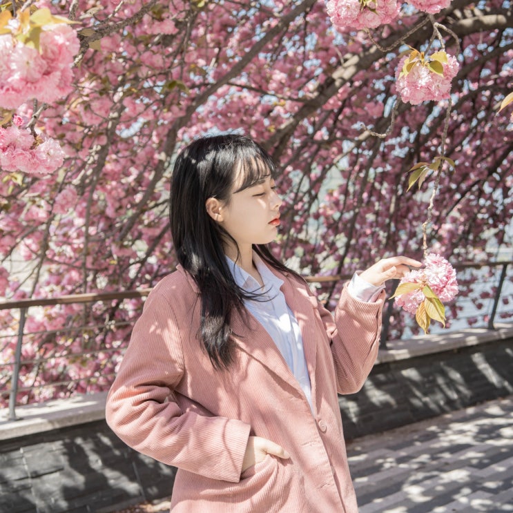  충주댐 겹벚꽃 세번째 출사!!