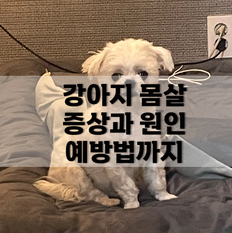  강아지 몸살 증상과 원인 알고 예방해요.