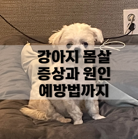 강아지 몸살 증상과 원인 알고 예방해요.