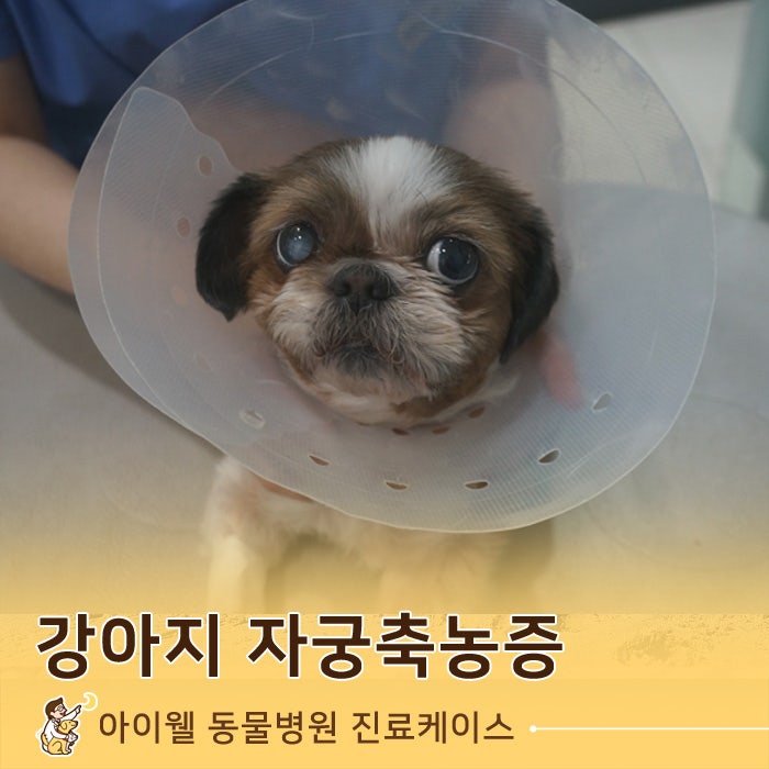 암견생식유 증상 자궁축농증의 원인