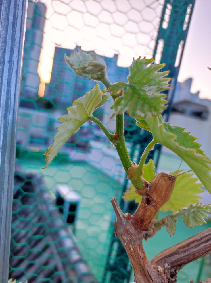  옥상 샤인머스켓에도 봄이 왔다