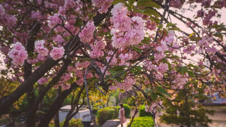 2022년 보라매공원의 봄: 겹벚꽃