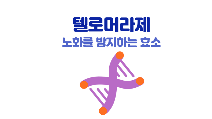 텔로머라제 이야기