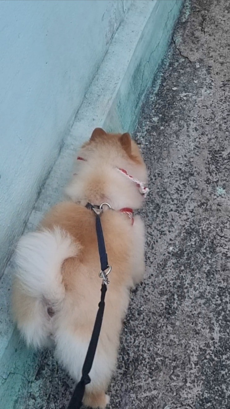  오랜만에 사랑이 응꼬 특집 입니다