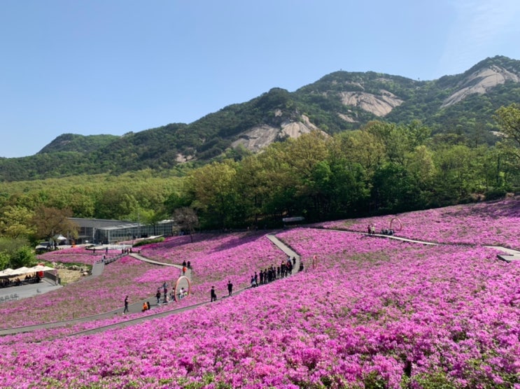  불암산 나비정원 철쭉꽃