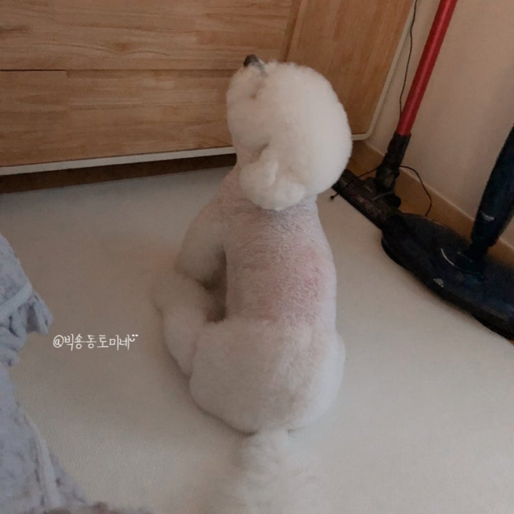  강아지 검버섯, 반점이 생기는 이유