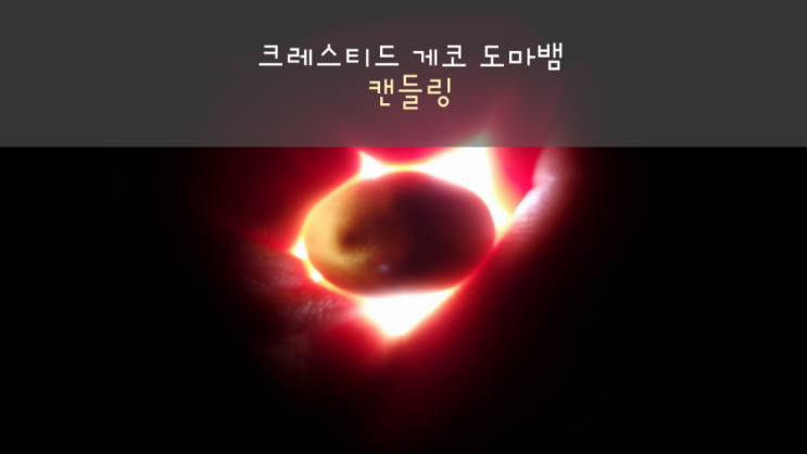  크레스티드 게코 도마뱀 캔들링