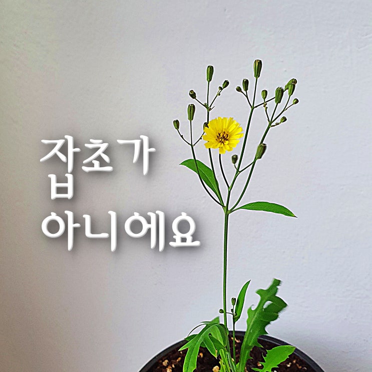  더 이상 잡초가 아니에요, 고들빼기 꽃 키우기로 다시 시작(네이버 스마트렌즈로 식물 이름 찾기)