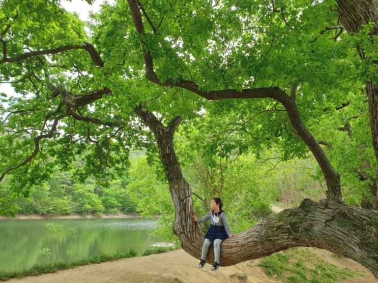  경산 반곡지 산책 :) 왕버들에서 대충 찍어도 인생샷 사진 찍기 좋은 곳!!
