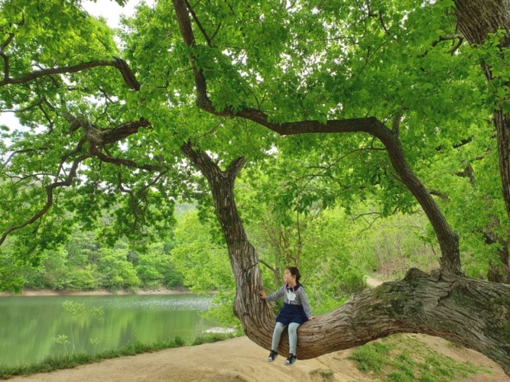 경산 반곡지 산책 :) 왕버들에서 대충 찍어도 인생샷 사진 찍기 좋은 곳!!