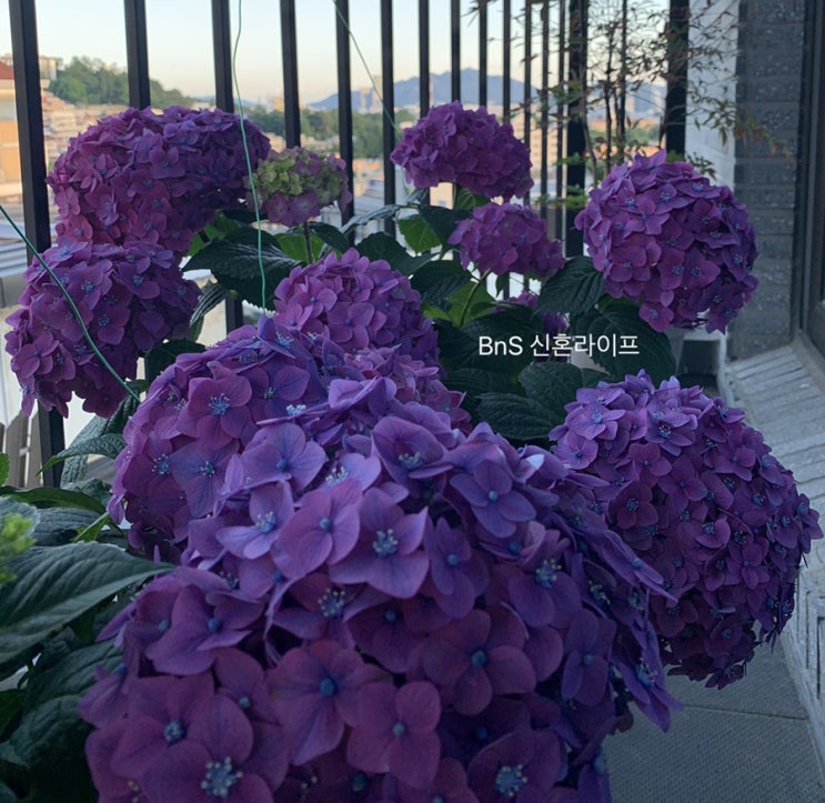 [취미][엔드리스썸머/엔들레스썸머] 수국 키우기 2년차, 꽃봉우리가 생겼어요(노지월동/야외월동, 당년지수국, 물주기)