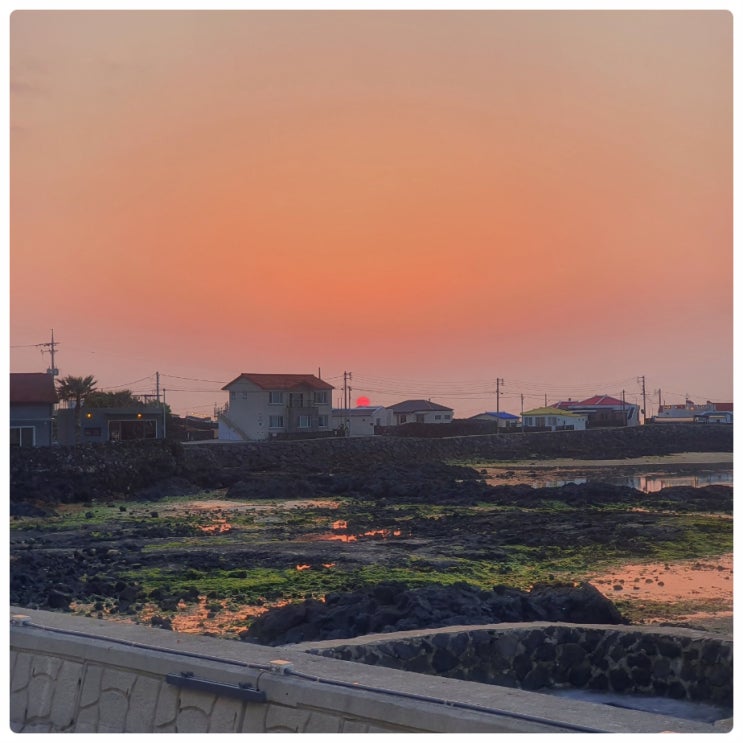  제주도 애견동반 식당 제주 쌀국수 마크사이공 제주
