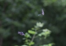 [천성인어] チョウが舞うとき 나비가 춤출 때