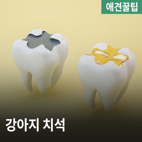  강아지치석 생기는 이유, 강아지치석 예방하기