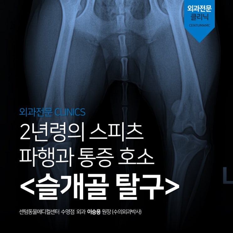  2년령의 스피츠 / 파행과 통증 호소 / <슬개골 탈구> 3기 Grade 3 (센텀동물메디컬센터 수영점 강아지 관절교정 동물병원)