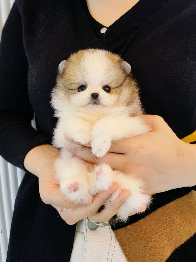 대전 포메라니안 분양 부모님을 좋아하셨습니다.