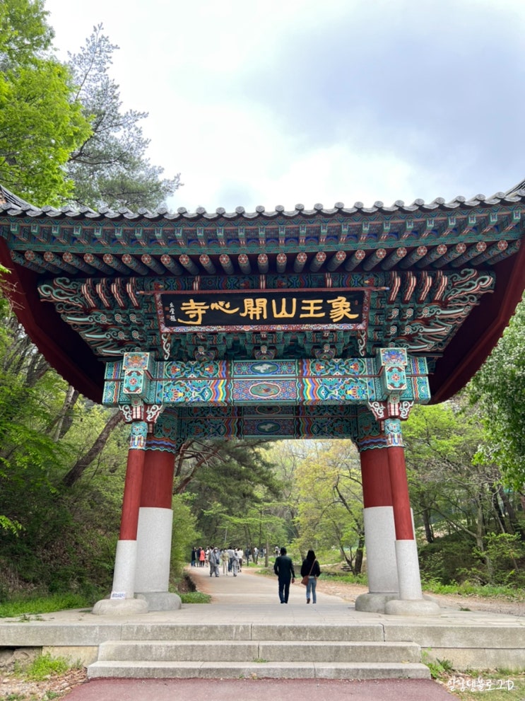 서산 상왕산 개심사 왕벚꽃 청벚꽃 피크 (2022.4.24) 서산 상왕산 개심사 왕벚꽃 청벚꽃 피크 (2022.4.24)