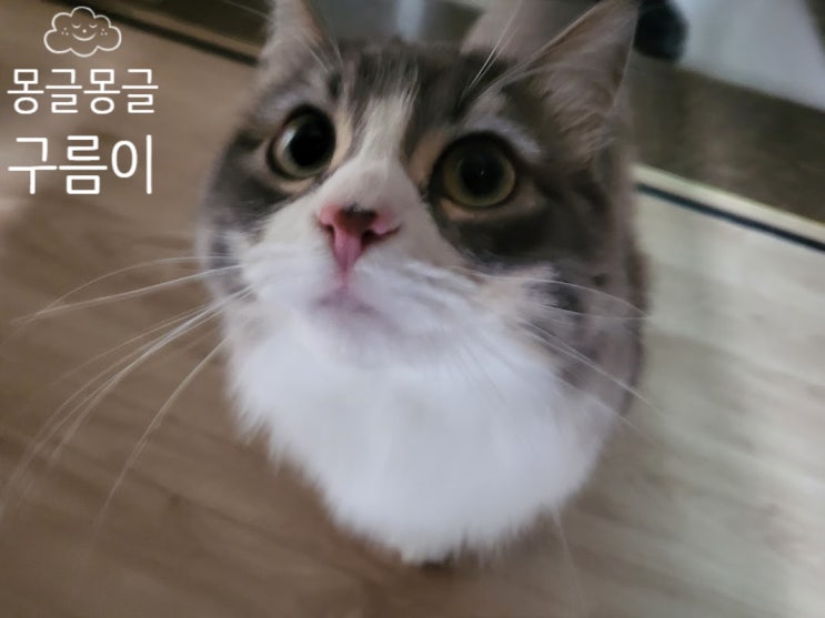  근육질 냥이가 된 구름이?