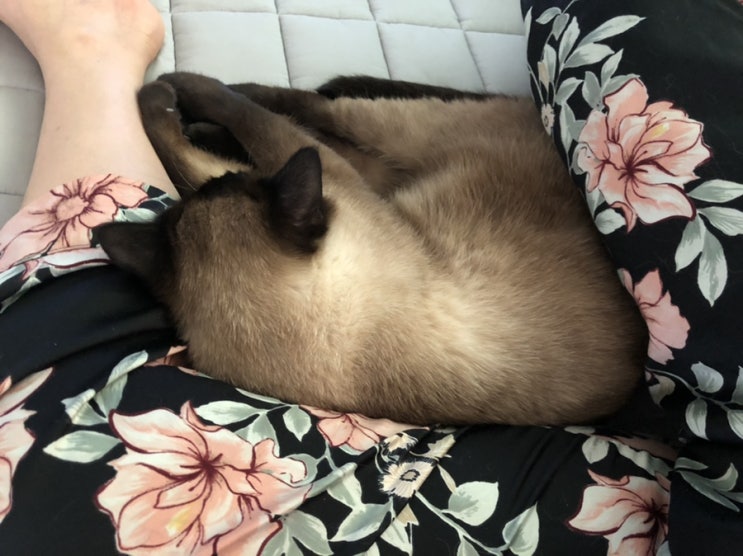  [랜선 집사] 떡실신 고양이, 샴고양이 일상
