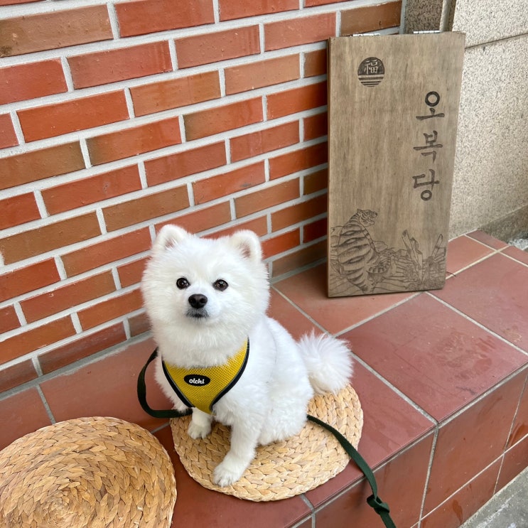  [안산맛집] 고잔동 대만 요리 레스토랑 :: 오복당(애견동반식당)