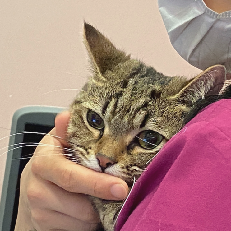 [내돈 내산] 대구경북 경산 _ 고양이 턱드름 염증이 생겨서 고앤서 동물병원 방문했어요.