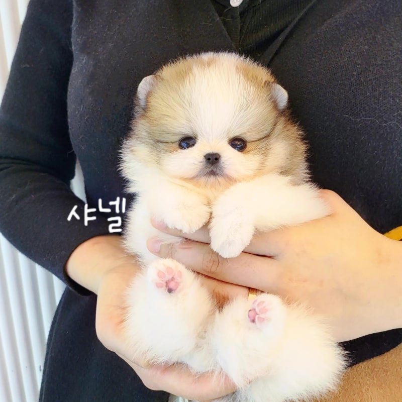 대전강아지분양 에서 만난 포메라니안