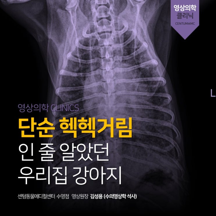 &lt;강아지 헥헥거림&gt; 방사선 초음파 정밀 진단 (부산 센텀동물메디컬센터 영상의학과 동물병원)