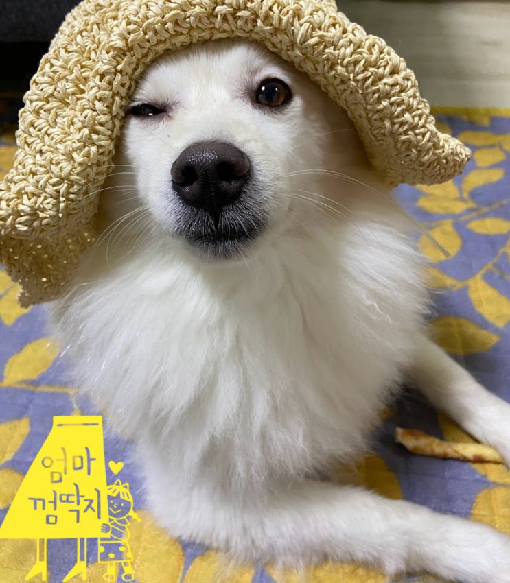  엄마 사랑 두부