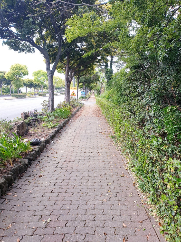  제주도 산책로와 산책코스는 스스로 많은 생각을 정리하게 도와줬습니다