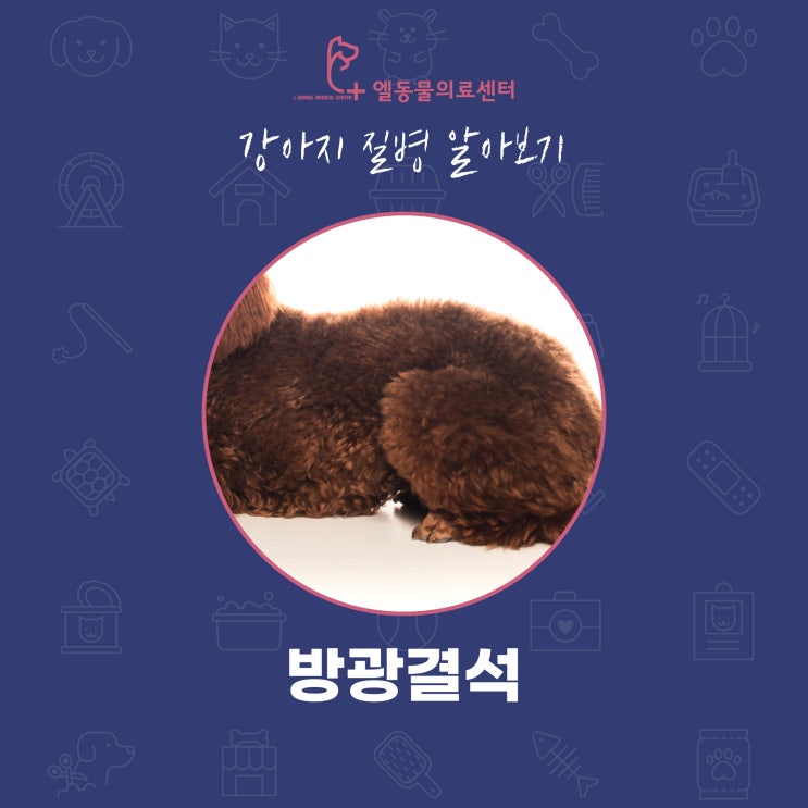  망미동 강아지 방광결석 수영구 동물병원 엘동물의료센터