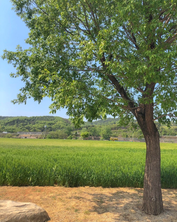  [대구 금호꽃섬 청보리밭] 하중도 파릇파릇한 청보리밭에 싱그러움이 가득