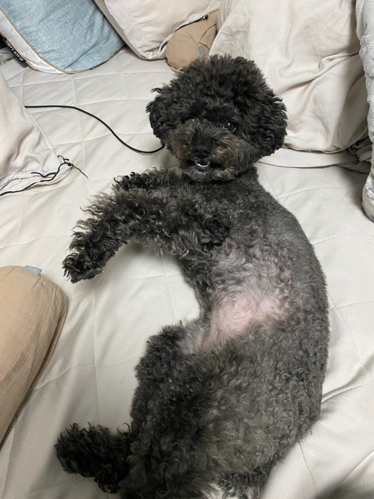  강아지가 토하는 이유, 강아지 토 색깔로 건강상태 체크하기