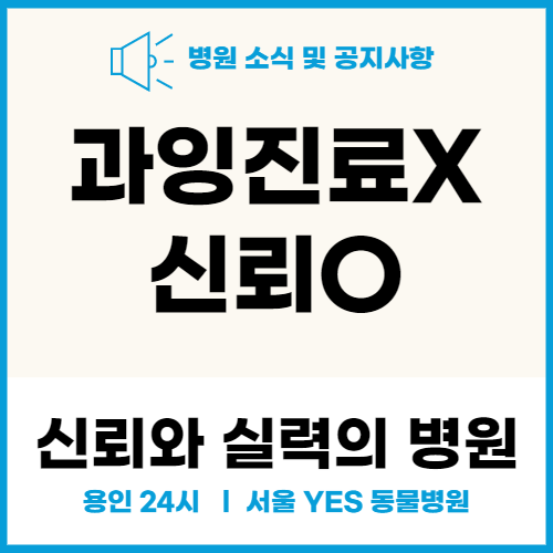  24시 전문, 용인 분당의 과잉진료 없는 동물병원 (죽전)