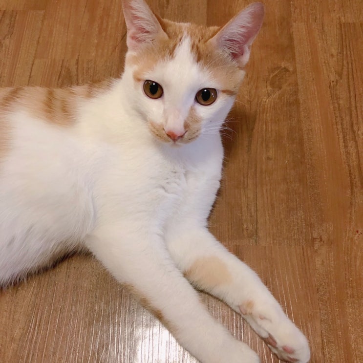  고양이 입양하기, 길냥이 입양하기, 냥줍 등 알아보기