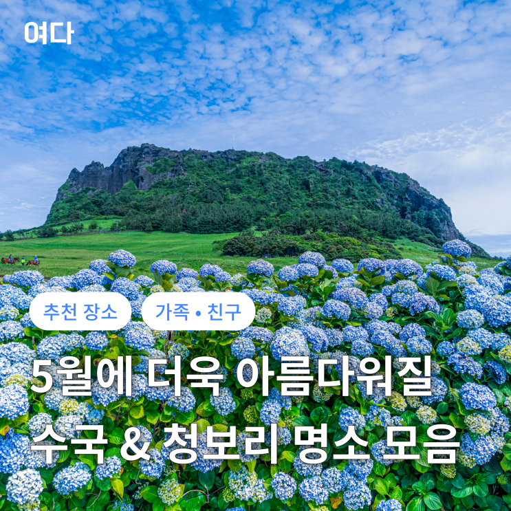  [추천 여행지] 수국 & 청보리 추천 스팟 모음