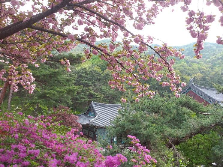  왕벚꽃, 수양벚꽃과 함께한 4월의 각원사(覺願寺) 풍경
