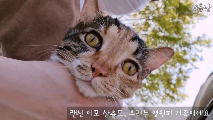 냥냥 아기 고양이 브이로그 유튜브 동영상을 번역해보자