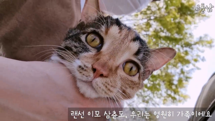 냥냥 아기 고양이 브이로그 유튜브 동영상을 번역해보자