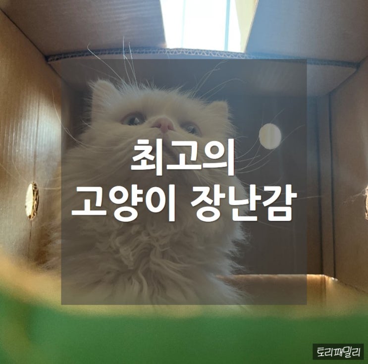  고양이 장난감 - 박스로 뽕 뽑기!