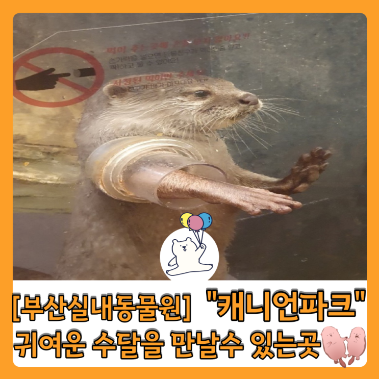  [부산실내 동물원] “캐니언 파크” 비 오는 날 데이트하기 좋은 곳! 귀여운 수달도 만날 수 있어요 