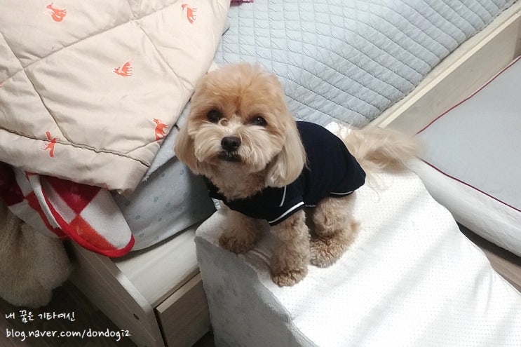  내가 가르치는 학생 집 강아지
