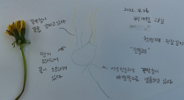  샬롯 일기_자연 관찰] 첫 자연 관찰일지의 포문을 열다(엄마의 철쭉과 아들의 민들레).