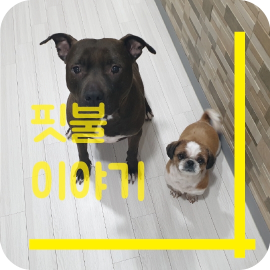 우리집 강아지 핏불테리어 이야기~