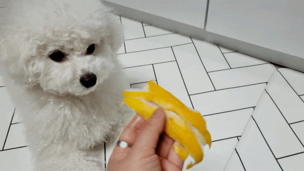  강아지 참외, 참외씨, 껍질 먹어도 되나요?