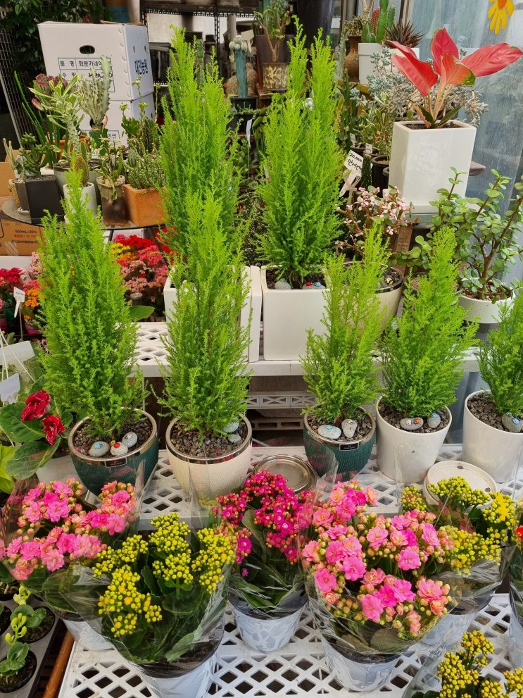 의왕시 오전동 화분 화원 꽃집 하늘꽃 농장