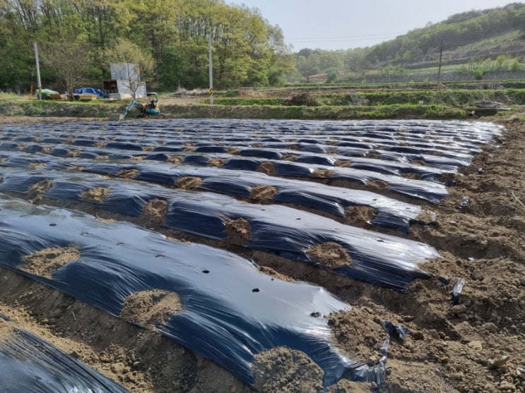  고추농사 고추모종정식준비 고추밭 비닐씌우기 작업