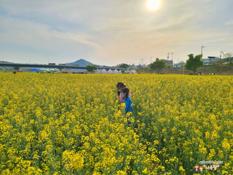 나주 아이와 가볼만한곳 영산포 유채꽃 축제