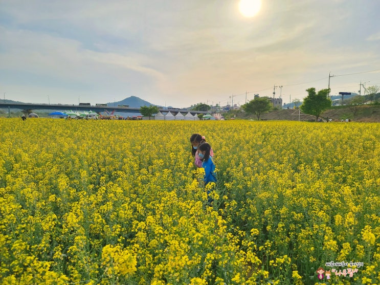  나주 아이와 가볼만한곳 영산포 유채꽃 축제