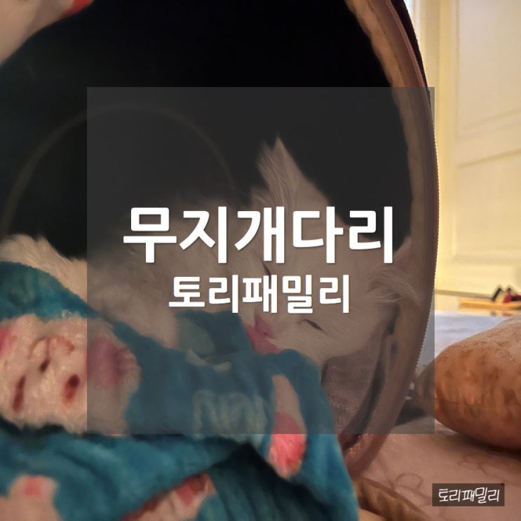  모찌, 봄이 오기전 건넌 무지개다리